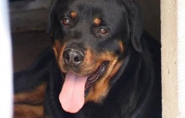 Un enfant tué par le rottweiler de la famille Un enfant tué par le rottweiler de la famille