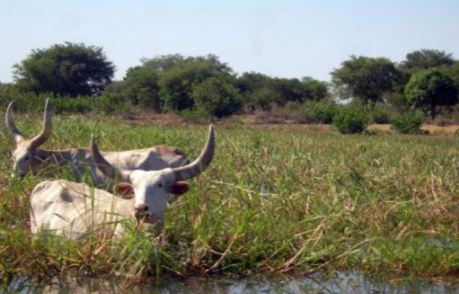 "Le lac Tchad est en train de disparaître", affirme Abdoulaye Tcharimi, agent du ministère de l'Environnement, qui est né et travaille à Bol, la principale ville sur les bords du lac Tchad, dont la taille a été divisée par dix en 50 ans, selon certains experts. "Le lac Tchad est en train de disparaître", affirme Abdoulaye Tcharimi, agent du ministère de l'Environnement, qui est né et travaille à Bol, la principale ville sur les bords du lac Tchad, dont la taille a été divisée par dix en 50 ans, selon certains experts.
