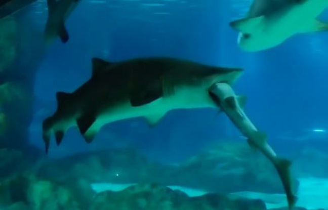 Une dispute territoriale tourne mal entre deux requins en Corée du Sud. Une dispute territoriale tourne mal entre deux requins en Corée du Sud.