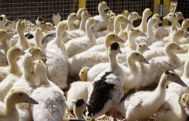 Un élevage de canards. Un élevage de canards.