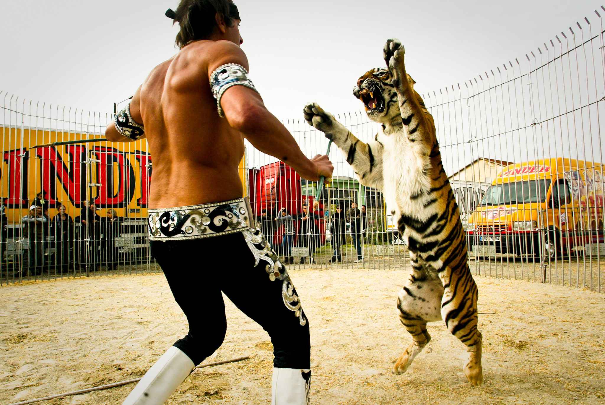 VIDEO. Cirque Pinder: Le dompteur mordu par une de ses lionnes VIDEO. Cirque Pinder: Le dompteur mordu par une de ses lionnes