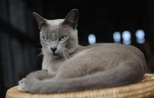 Ils ressemblent aux chats siamois -- au moins pour les néophytes -- et sont inconnus ou presque de leurs contemporains, mais les chats birmans existent: il en reste une poignée en Etat shan, dans l'est du pays dont ils portent le nom. Ils ressemblent aux chats siamois -- au moins pour les néophytes -- et sont inconnus ou presque de leurs contemporains, mais les chats birmans existent: il en reste une poignée en Etat shan, dans l'est du pays dont ils portent le nom.