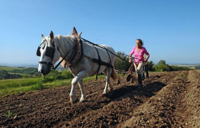 Quand la plupart des paysans sont juchés sur de puissants tracteurs, certains agriculteurs ont choisi de revenir à l'âne ou au cheval pour cultiver leurs champs. Loin d'être archaïque, disent-ils, la traction animale est un outil moderne et dans l'air du temps. Quand la plupart des paysans sont juchés sur de puissants tracteurs, certains agriculteurs ont choisi de revenir à l'âne ou au cheval pour cultiver leurs champs. Loin d'être archaïque, disent-ils, la traction animale est un outil moderne et dans l'air du temps.