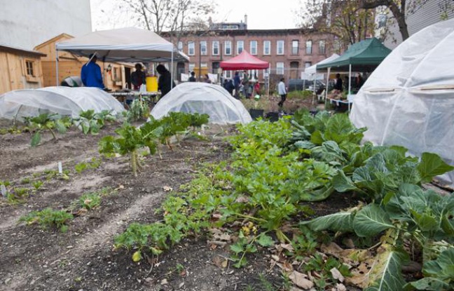Un jardin potager sur un toit de New York, en novembre 2011. Un jardin potager sur un toit de New York, en novembre 2011.
