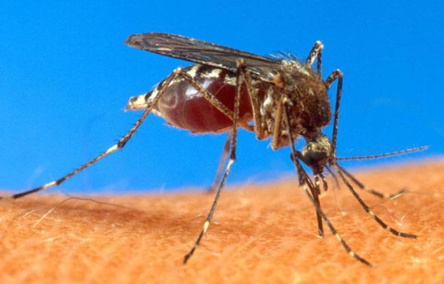 Le moustique aedes aegypti est le principal vecteur du virus de la dengue Le moustique aedes aegypti est le principal vecteur du virus de la dengue