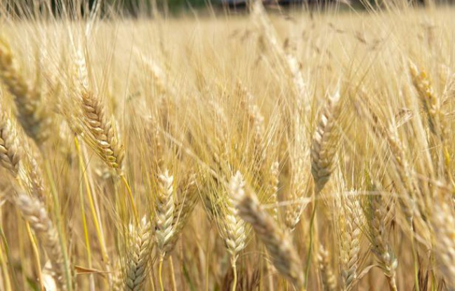 Exploitation agricole dans le Tarn. Exploitation agricole dans le Tarn.