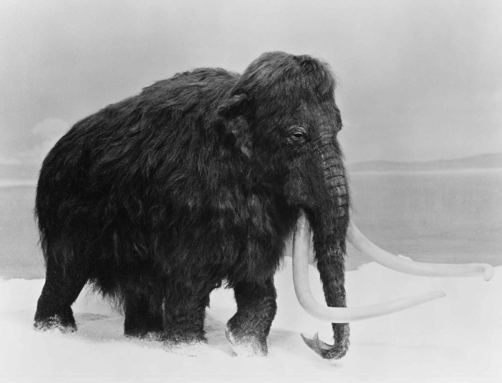 Le mammouth ressuscité d’ici deux ans? Les scientifiques y croient