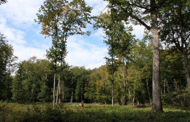 Une parcelle de régénération en forêt d'Orléans, dans le massif d'Ingrannes, le 22 septembre 2011. Une parcelle de régénération en forêt d'Orléans, dans le massif d'Ingrannes, le 22 septembre 2011.