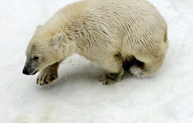 Les ours polaires et leurs proches parents ont divergé il y a environ 600.000 ans, soit beaucoup plus tôt qu'estimé jusqu'alors, selon une nouvelle analyse génétique publiée jeudi aux Etats-Unis. Les ours polaires et leurs proches parents ont divergé il y a environ 600.000 ans, soit beaucoup plus tôt qu'estimé jusqu'alors, selon une nouvelle analyse génétique publiée jeudi aux Etats-Unis.