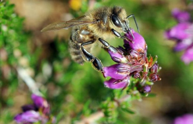 Un pesticide largement utilisé depuis les années 1990 est nuisible aux bourdons et abeilles, provoquant des troubles de l'orientation qui les empêchent de retrouver leur ruche ou de se nourrir convenablement, selon deux études --française et britannique-- publiées jeudi. Un pesticide largement utilisé depuis les années 1990 est nuisible aux bourdons et abeilles, provoquant des troubles de l'orientation qui les empêchent de retrouver leur ruche ou de se nourrir convenablement, selon deux études --française et britannique-- publiées jeudi.