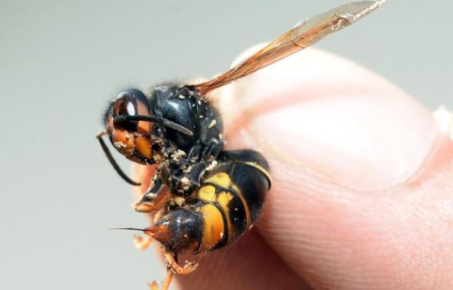 Un frelon asiatique capturé le 5 août 2014 à Saint-Paul-les-Dax, dans le sud-ouest Un frelon asiatique capturé le 5 août 2014 à Saint-Paul-les-Dax, dans le sud-ouest