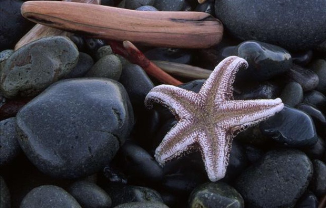 Etoile de mer, illustration. Etoile de mer, illustration.