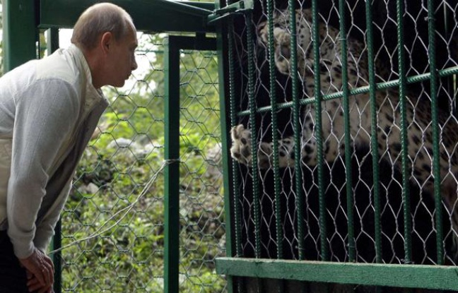 Vladimir Poutine admire un léopard dans le parc national de Sochi, en Russie, en septembre 2009. Vladimir Poutine admire un léopard dans le parc national de Sochi, en Russie, en septembre 2009.