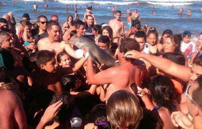 Une capture d'écran d'un tweet montrant le dauphin photographié par les touristes argentins. Une capture d'écran d'un tweet montrant le dauphin photographié par les touristes argentins.