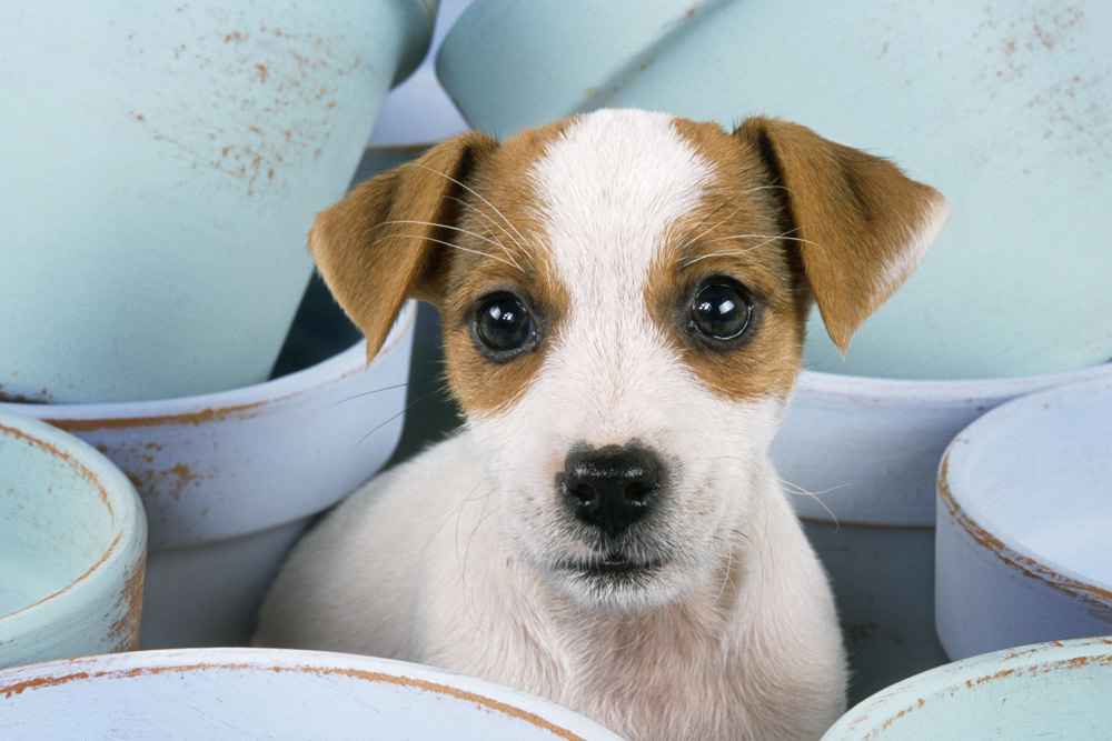 jack russel chiot jack russel chiot