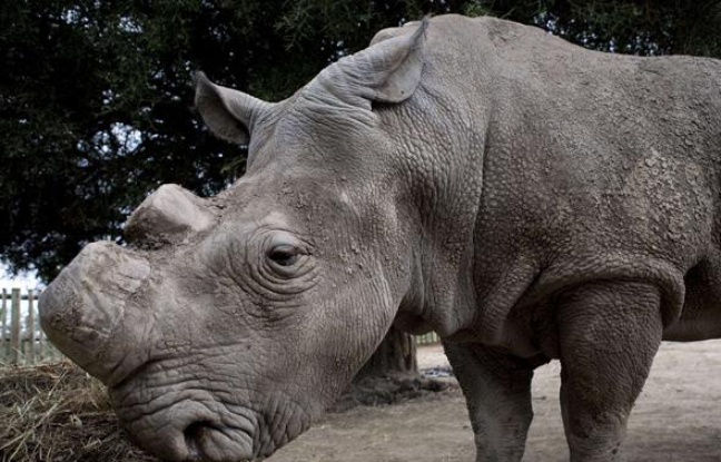 Un des derniers spécimens de rhinocéros blanc, dans une réserve au Kenya, en janvier 2010. Un des derniers spécimens de rhinocéros blanc, dans une réserve au Kenya, en janvier 2010.