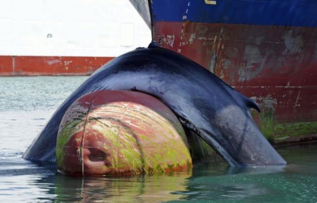 Une baleine a été percutée par le cargo "Mont Ventoux" de la CMA-CGM, qui effectue la liaison entre Marseille et la Tunisie, et a été découverte morte samedi matin à l'arrivée du navire dans le Grand Port maritime de Marseille (GPMM), coincée à la proue du navire, a-t-on appris auprès du port. Une baleine a été percutée par le cargo "Mont Ventoux" de la CMA-CGM, qui effectue la liaison entre Marseille et la Tunisie, et a été découverte morte samedi matin à l'arrivée du navire dans le Grand Port maritime de Marseille (GPMM), coincée à la proue du navire, a-t-on appris auprès du port.