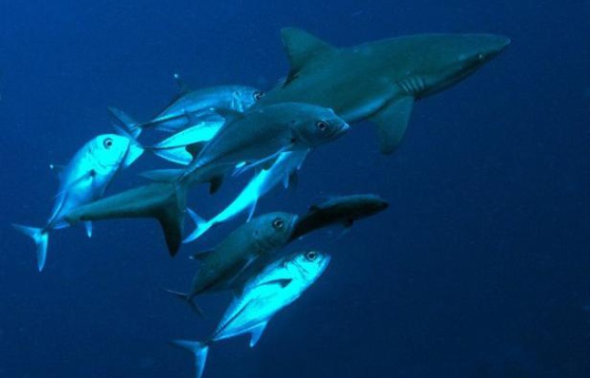 Les populations de requins de récif ont fortement diminué dans le Pacifique surtout près des zones à fortes densité humaine où la baisse dépasse 90% Les populations de requins de récif ont fortement diminué dans le Pacifique surtout près des zones à fortes densité humaine où la baisse dépasse 90%