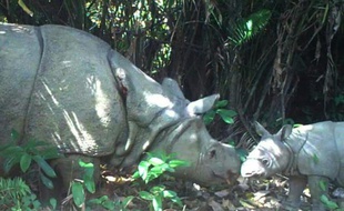 Photo fournie par le parc national de Ujung Kulon, le 9 septembre 2015, montre une femelle rhinocéros et son petit, sur l'île de Java, en Indonésie