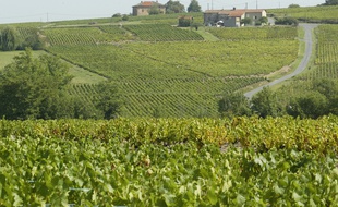 Illustration dans le Beaujolais.