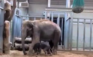 Capture d'écran d'une vidéo de Tom, l'éléphanteau né le 19 mars 2014 dans un parc animalier d'Auvergne.