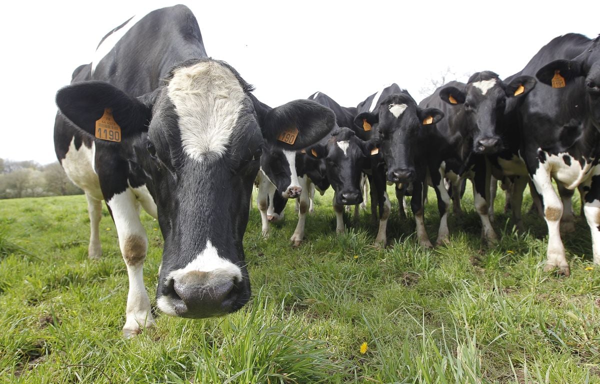 L'incroyable fugue d'un troupeau de vaches sème la pagaille au Québec