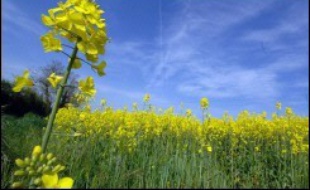 Les députés devraient achever dans la nuit de jeudi l'examen du projet de loi sur l'eau, avec le débat attendu sur le principe "pollueur-payeur" que certains souhaitent voir appliqué de façon plus sévère aux agriculteurs pour l'utilisation des nitrates.