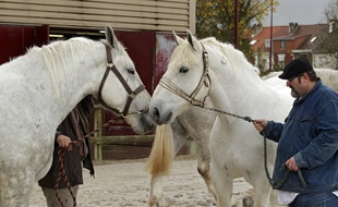 Cette course d'attelage met en valeur les boulonnais, une race de chevaux de trait du Pas-de-Calais (illustration).