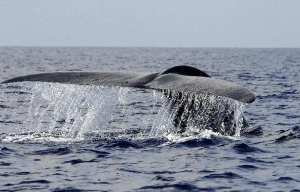 Golfe De La Mer Rouge Mots Fléchés Une baleine bleue dans la mer Rouge, une première qui intrigue les  chercheurs