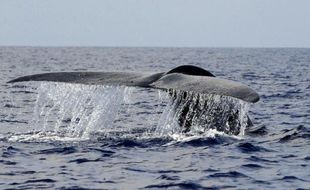 Une baleine bleue