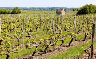 Des vignes de la Sarthe. (illustration)