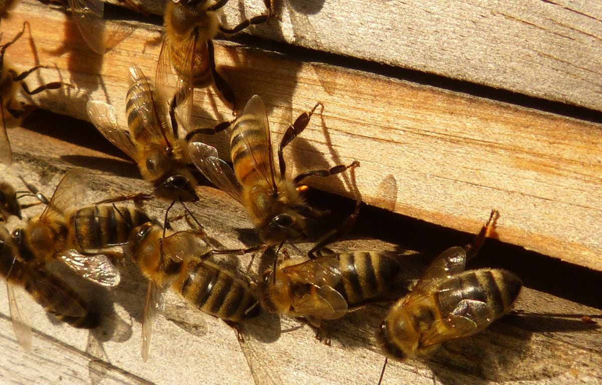 Why 5 Million Bees Died on Atlanta Airport Tarmac