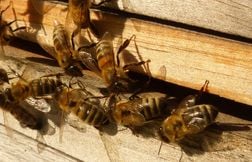 Elle guérit de la maladie de Lyme grâce à l’attaque d’un essaim d’abeilles