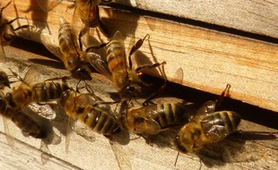 Des abeilles sur leur ruche. Illustration.
