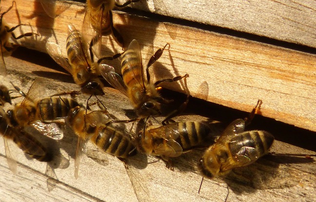 Pourquoi 5 millions d'abeilles sont mortes sur le tarmac de l'aéroport d'Atlanta