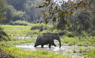 En Inde, un éléphant tue les villageois qu'il croise sur son passage.