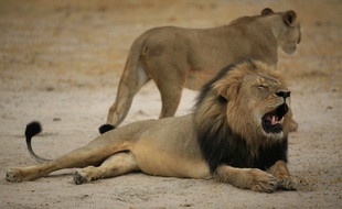 Une photo du lion Cecil, mâle dominant d'un parc au Zimbabwe abattu par un chasseur américain.
