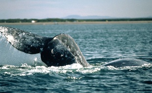 Une baleine grise de Californie (illustration).
