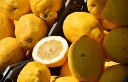 Rappel de citrons partout en France car ils contiennent trop de pesticides