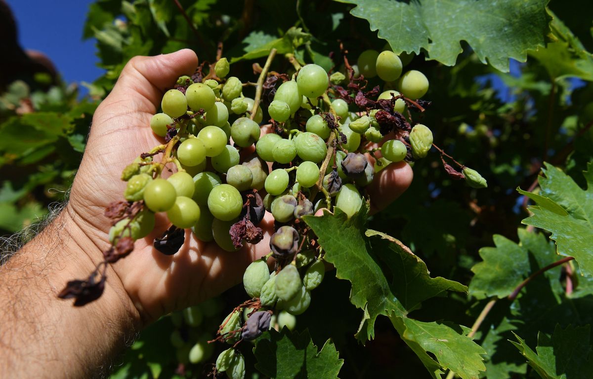 Dans le Bordelais, des vendanges incertaines à cause de la maladie du mildiou