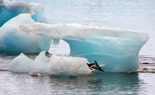 Coincés par un iceberg, les manchots du cap Denison doivent parcourir 120 kms pour se nourrir.