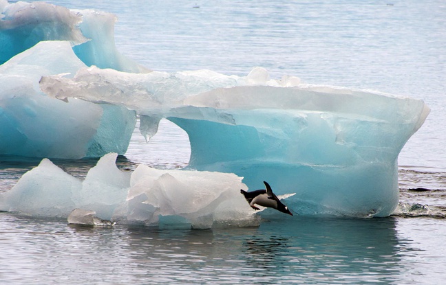 Coincés par un iceberg, les manchots du cap Denison doivent parcourir 120 kms pour se nourrir. Coincés par un iceberg, les manchots du cap Denison doivent parcourir 120 kms pour se nourrir.