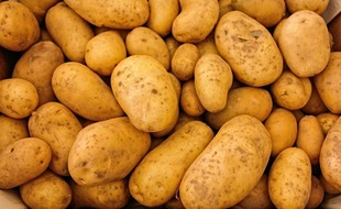 Des pommes de terre (illustration)