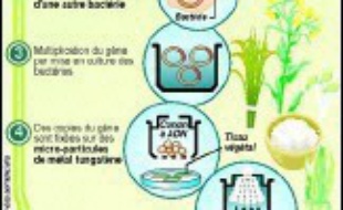 Du riz américain contenant des traces de l'OGM LL 601, interdit dans l'UE, a été vendu et consommé en France, ce qui obligera des distributeurs à rappeler les produits concernés, même si la plupart des enseignes assurent qu'elles n'en ont pas dans leurs stocks.
