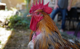 Le voisin qui a tiré sur le coq Marcel sera jugé en décembre à Privas, en Ardèche. Illustration.
