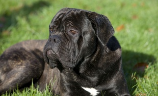 Illustration d'un cane corso.