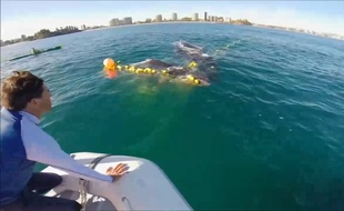 Sauvetage d'un baleineau en Australie