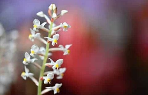 Cette sélection de fleurs sublime un coin sombre mieux qu’un luminaire design
