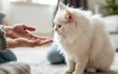 Votre chat déteste être pris dans les bras ? Les vraies raisons et la bonne façon d’interagir avec lui au quotidien