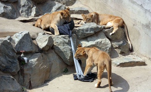 Des tigres du zoo d'Hitachi, au Japon, s'amusent avec des jeans, le 11 juillet 2014. Ces pantalons seront ensuite vendus.